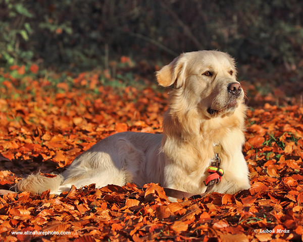 Pes domácí, Zlaty retrívr (Canis lupus familiaris)