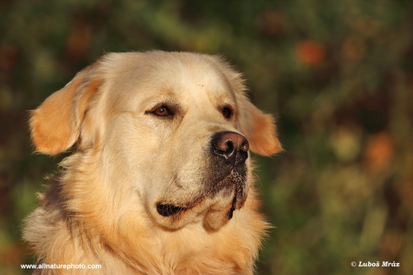 Pes domácí, Zlaty retrívr (Canis lupus familiaris)