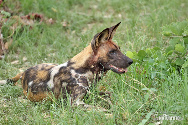 Pes hyenovitý (Lycaon pictus)
