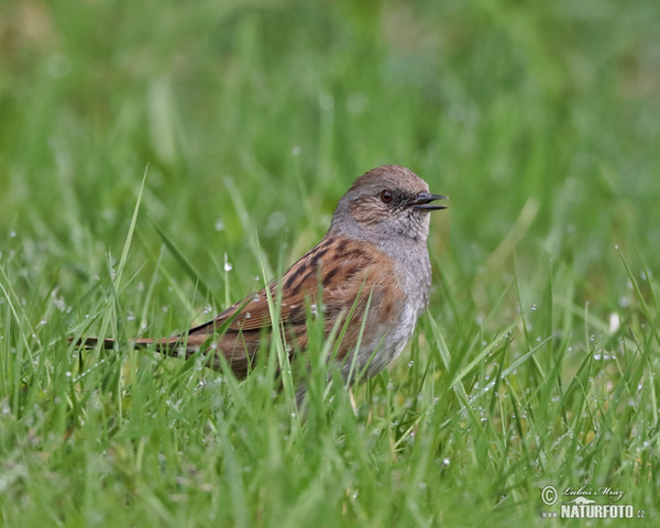 Pěvuška modrá (Prunella modularis)