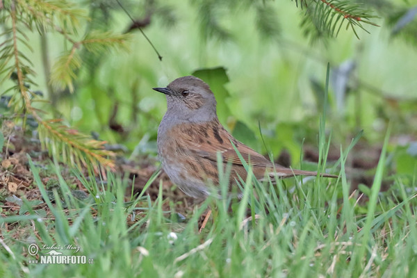 Pěvuška modrá (Prunella modularis)