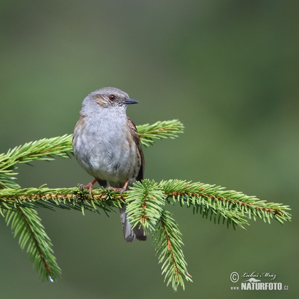 Pěvuška modrá (Prunella modularis)