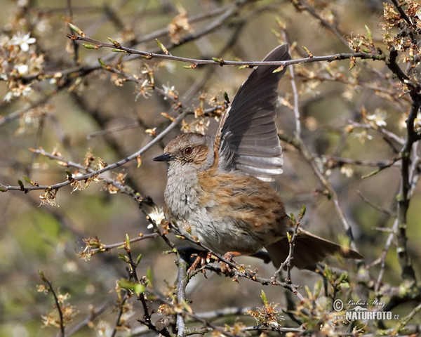 Pěvuška modrá (Prunella modularis)