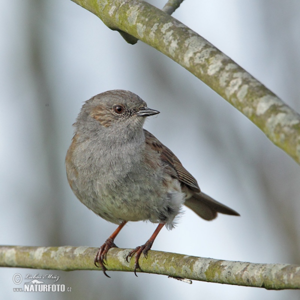 Pěvuška modrá (Prunella modularis)