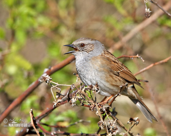 Pěvuška modrá (Prunella modularis)