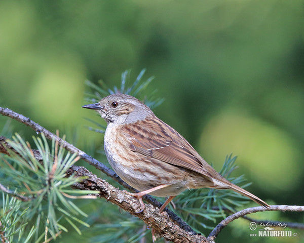 Pěvuška modrá (Prunella modularis)