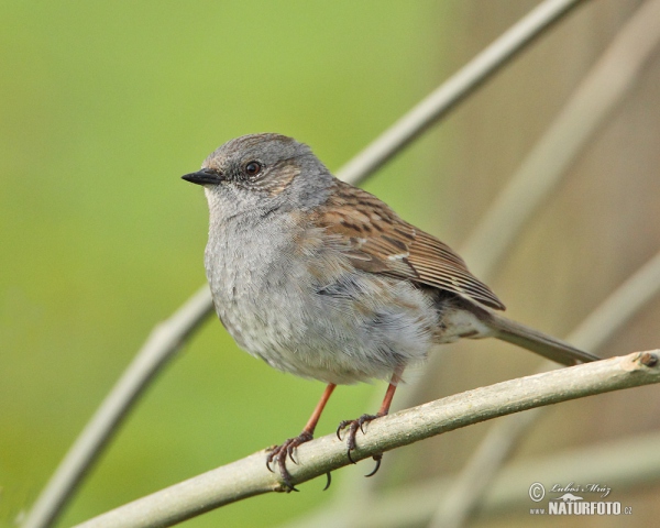 Pěvuška modrá (Prunella modularis)