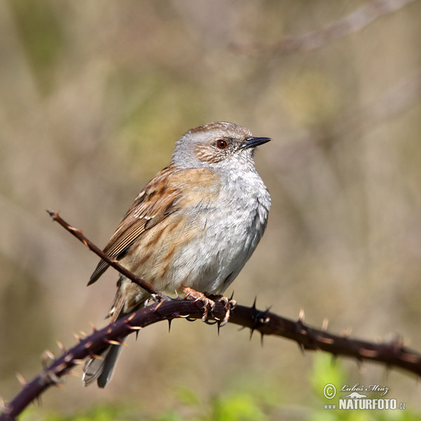 Pěvuška modrá (Prunella modularis)