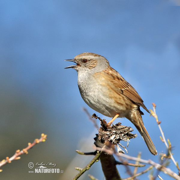 Pěvuška modrá (Prunella modularis)