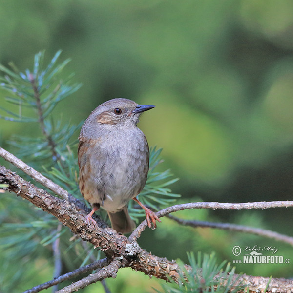 Pěvuška modrá (Prunella modularis)