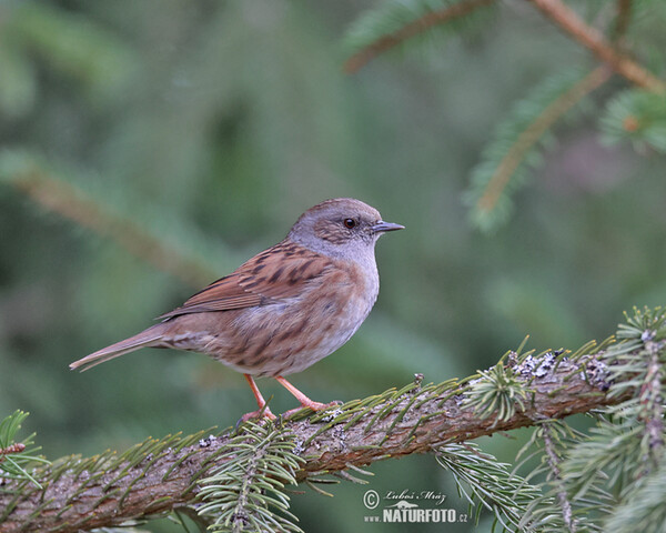 Pěvuška modrá (Prunella modularis)