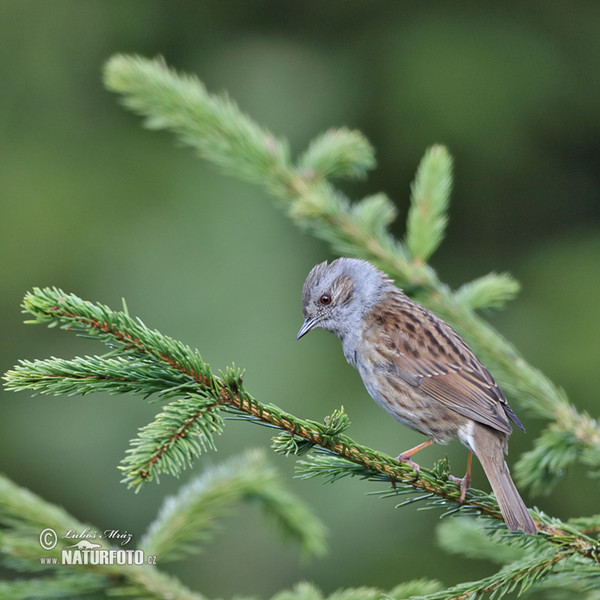 Pěvuška modrá (Prunella modularis)