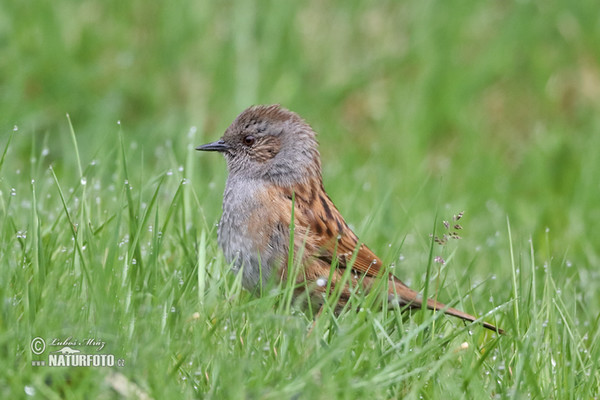 Pěvuška modrá (Prunella modularis)