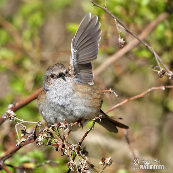 Pěvuška modrá (Prunella modularis)