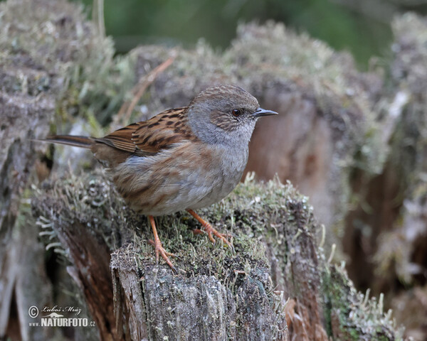 Pěvuška modrá (Prunella modularis)