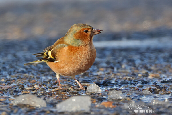 Pinka lesná (Fringilla coelebs)