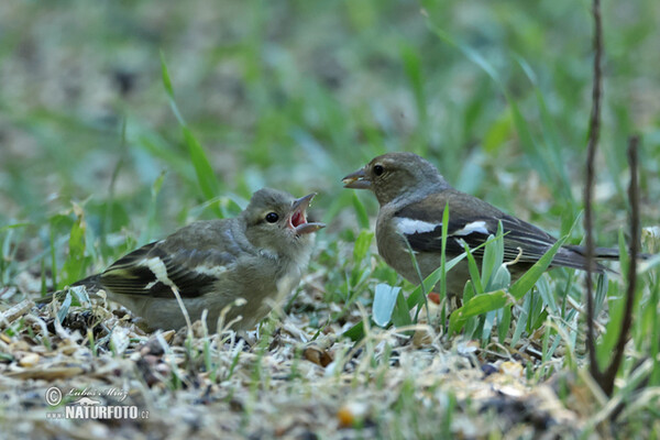 Pinka lesná (Fringilla coelebs)