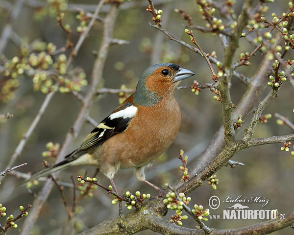 Pinka lesná (Fringilla coelebs)