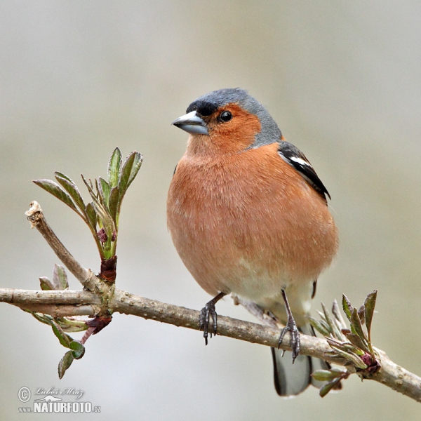 Pinka lesná (Fringilla coelebs)