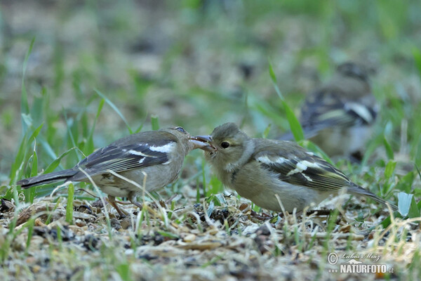 Pinka lesná (Fringilla coelebs)