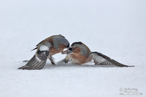 Pinka lesná (Fringilla coelebs)