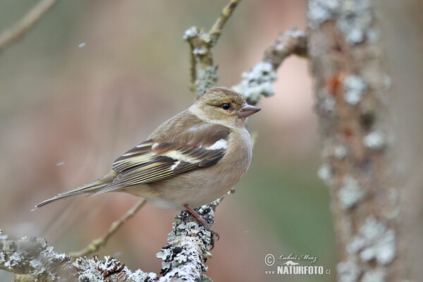 Pinka lesná (Fringilla coelebs)