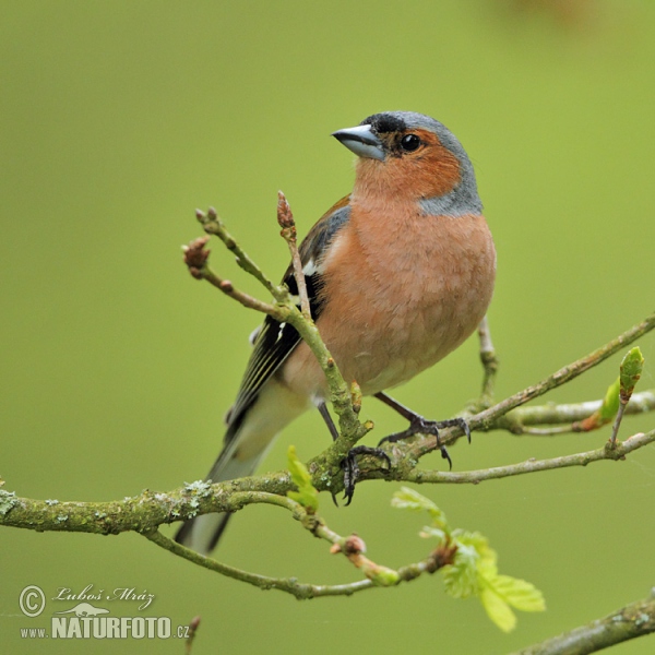 Pinka lesná (Fringilla coelebs)