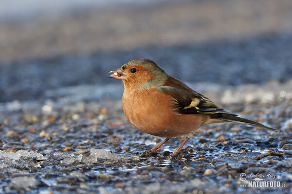 Pinka lesná (Fringilla coelebs)