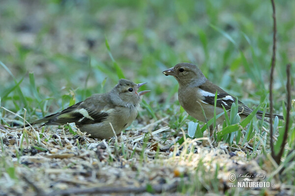 Pinka lesná (Fringilla coelebs)