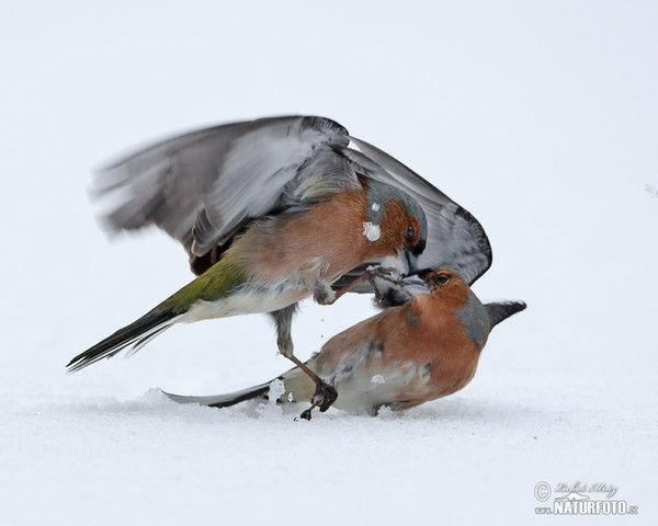 Pinka lesná (Fringilla coelebs)