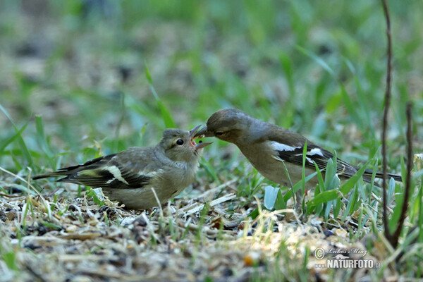 Pinka lesná (Fringilla coelebs)