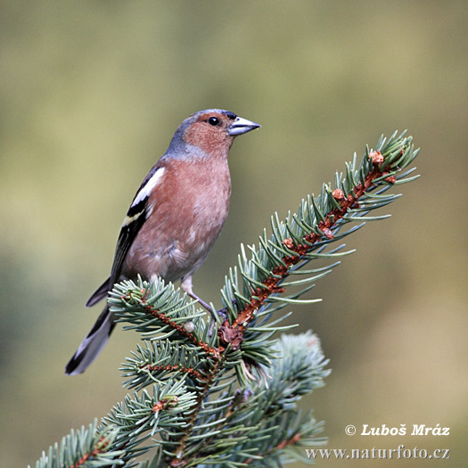 Pinka lesná (Fringilla coelebs)