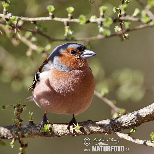 Pinka lesná (Fringilla coelebs)