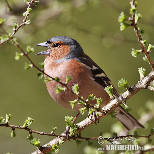 Pinka lesná (Fringilla coelebs)