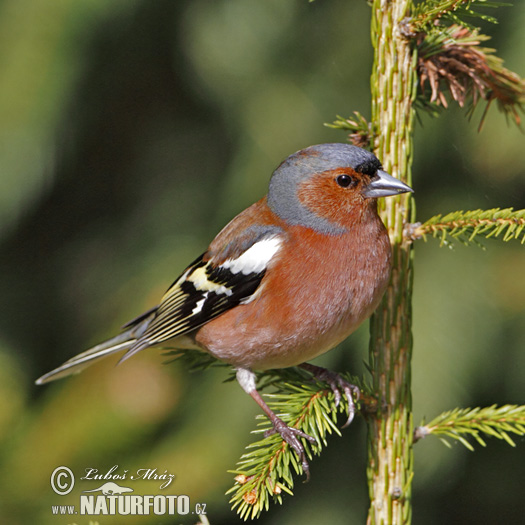 Pinka lesná (Fringilla coelebs)