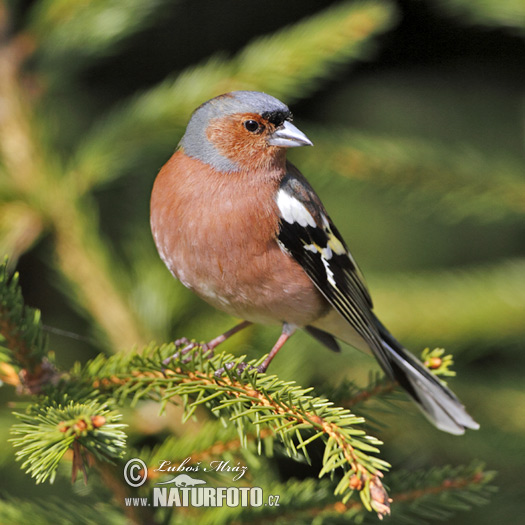 Pinka lesná (Fringilla coelebs)