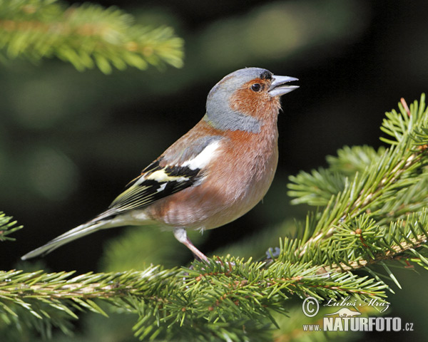 Pinka lesná (Fringilla coelebs)