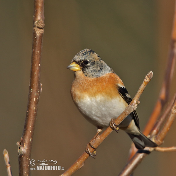 Pinka severská (Fringilla montifringilla)