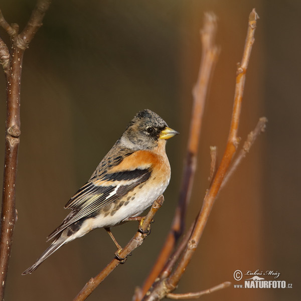 Pinka severská (Fringilla montifringilla)