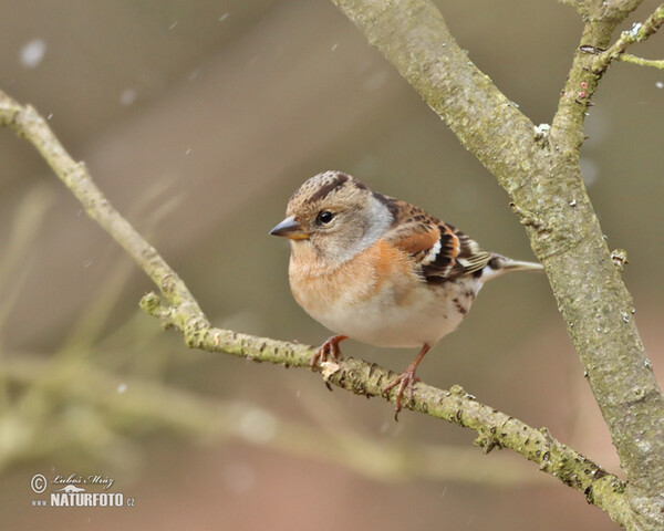 Pinka severská (Fringilla montifringilla)