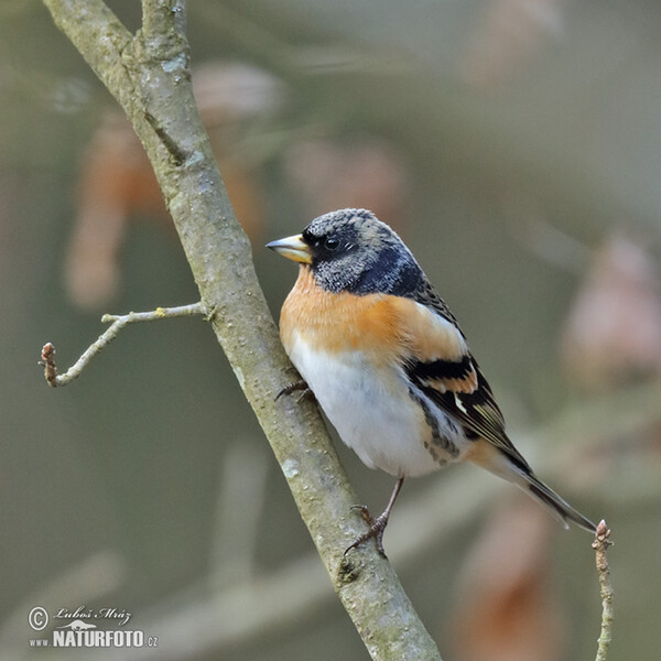 Pinka severská (Fringilla montifringilla)