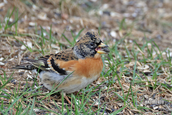 Pinka severská (Fringilla montifringilla)