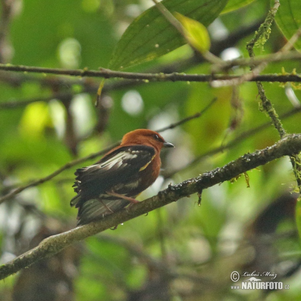 Pipulka kadeřavokřídlá (Machaeropterus deliciosus)