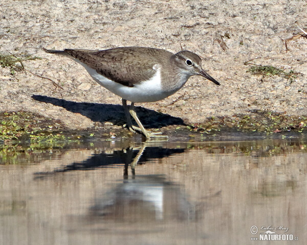 Pisík obecný (Actitis hypoleucos)