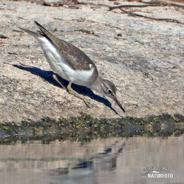 Pisík obecný (Actitis hypoleucos)