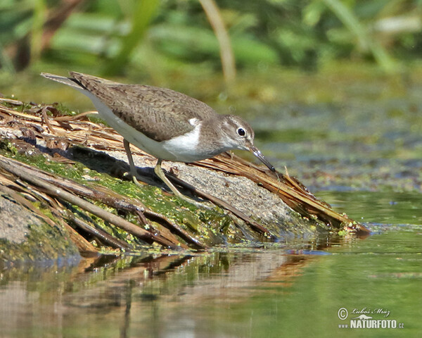 Pisík obecný (Actitis hypoleucos)