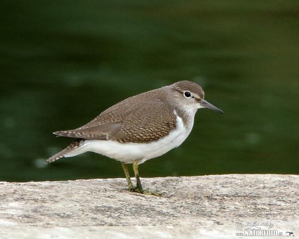 Pisík obecný (Actitis hypoleucos)