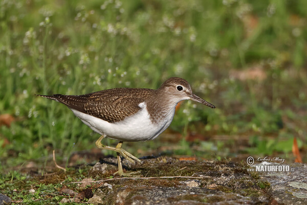Pisík obecný (Actitis hypoleucos)