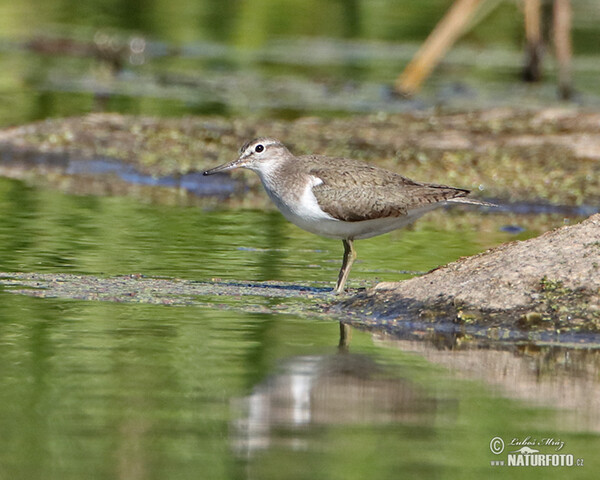 Pisík obecný (Actitis hypoleucos)
