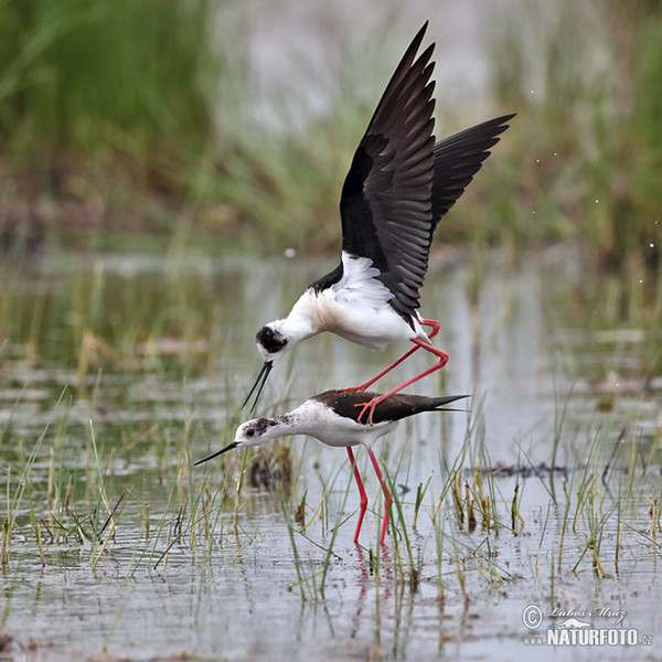 Pisila čáponohá (Himantopus himantopus)